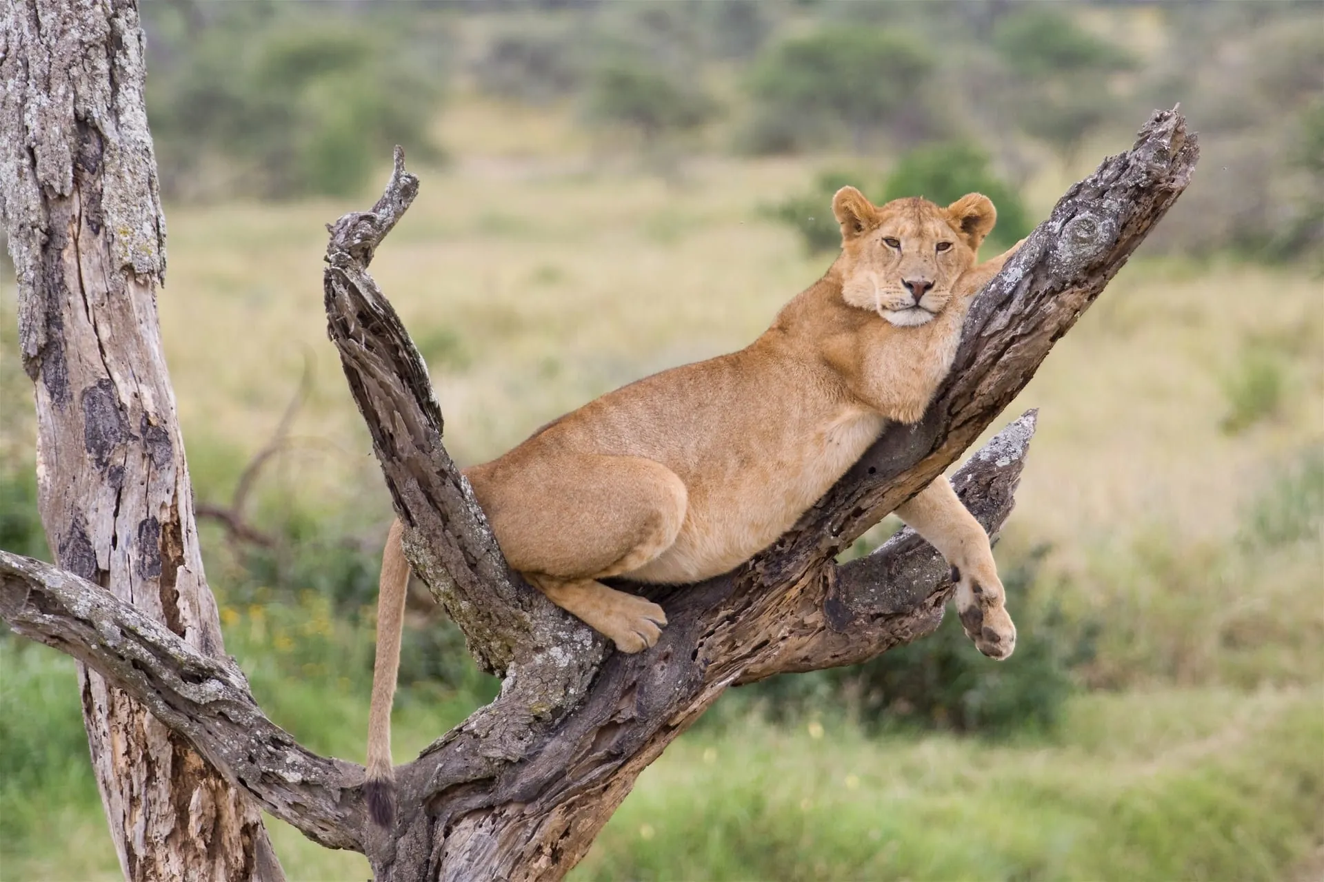 Best Time to Visit the Maasai Mara