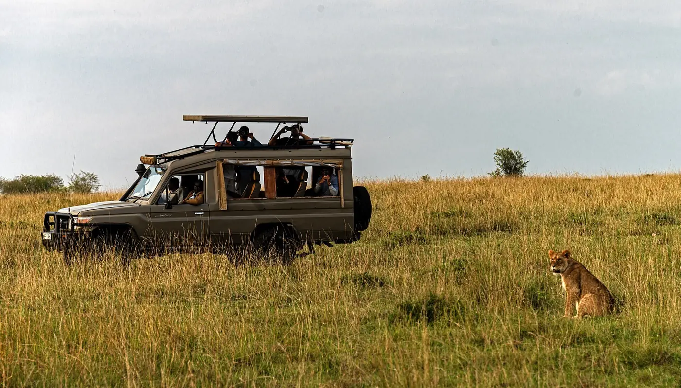 Lioness and safari vehicle in Maasai Mara National Reserve, 