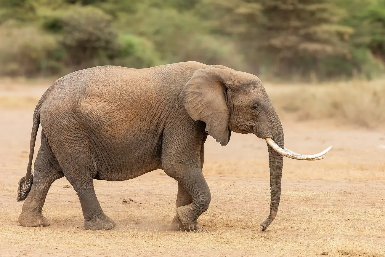African Elephant at Amboseli National Park-070A5584.jpg