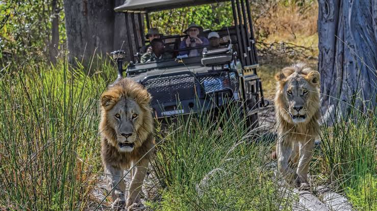 10 Days Botswana and Victoria Falls Safari