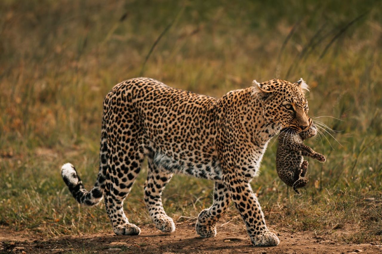 3 Days Tsavo East and West National Park Safari