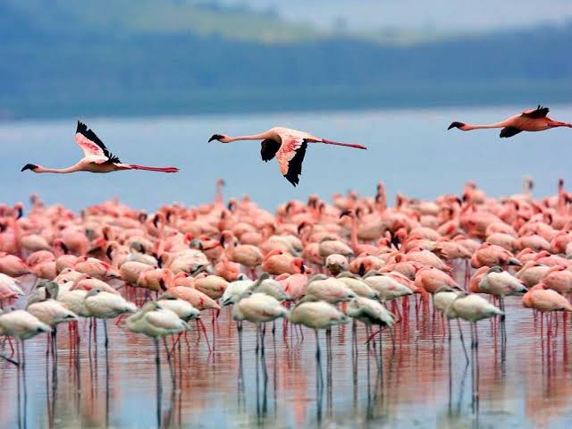 4 Days Maasai Mara and Lake Nakuru Budget Safari
