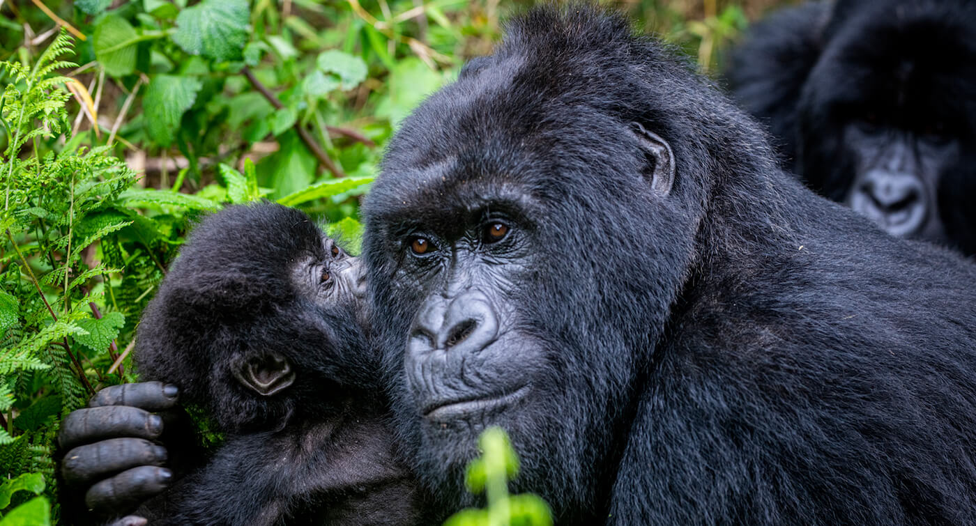 4 Days Rwanda Gorilla Trekking Safari