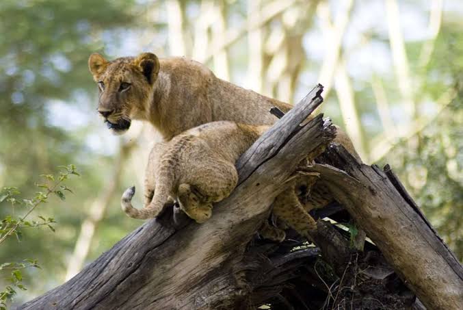 5 Days Maasai Mara, Lake Nakuru and Lake Naivasha Budget Safari