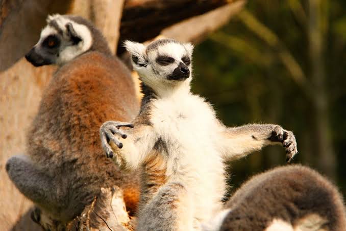 6 Days Madagascar Lemur Safari: Andasibe National Park Tour