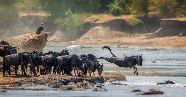6 Days Tanzania Safari: Serengeti, Ngorongoro and Tarangire