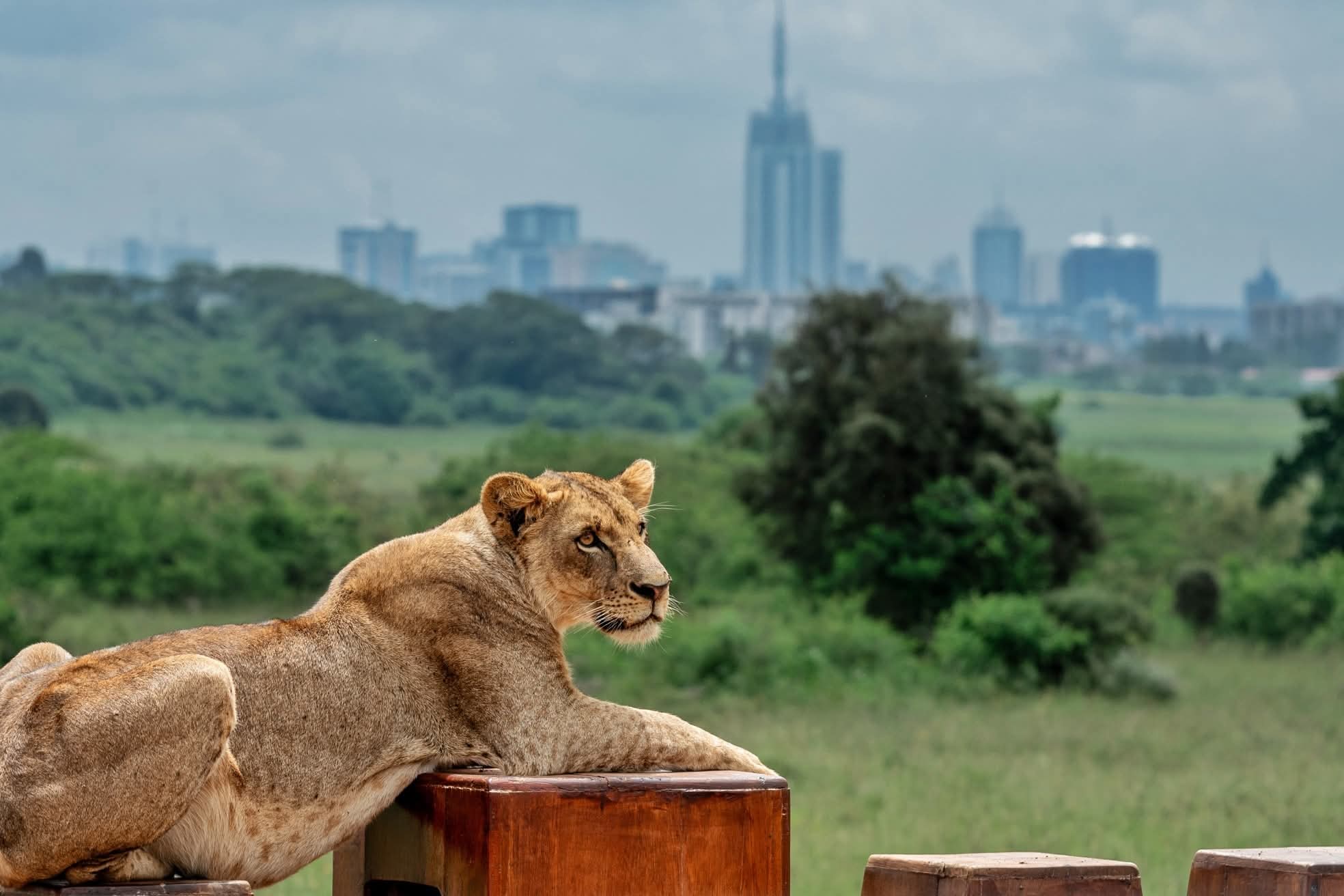 7 Days Nairobi and Mombasa Tour