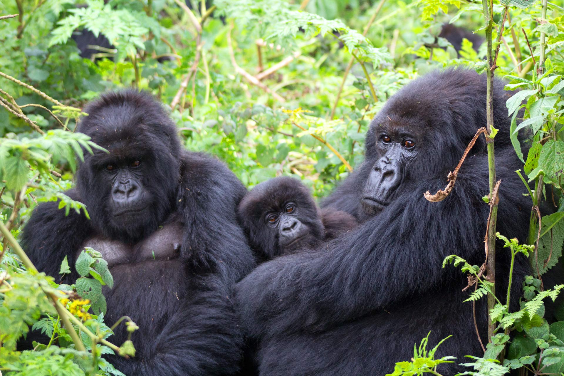 7 Days Uganda Primate Safari: Kibale, Queen Elizabeth and Bwindi Parks