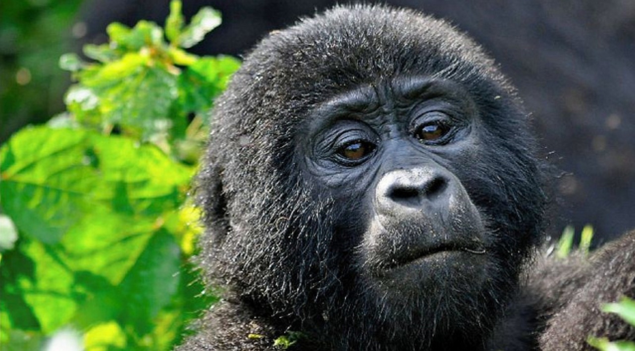 Exclusive 4 Days Uganda Bwindi Impenetrable Forest